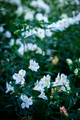 White Alstroemeria Peruvian lily of Incas with red green white speckled 