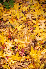 Colorful background made of fallen autumn leaves