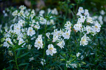 White Alstroemeria Peruvian lily of Incas with red green white speckled 
