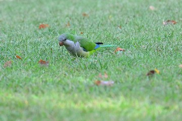 A green Monk Parakeet, also known as the Monk or Quaker Parrot, Myiopsitta monachus, forages for food on a green lawn.