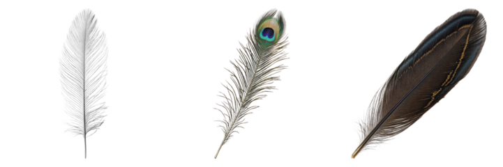 Three bird feathers of different colors and textures displayed against a light background. Each feather showcases unique detail and intricate patterns.