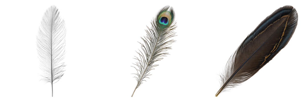 Three bird feathers of different colors and textures displayed against a light background. Each feather showcases unique detail and intricate patterns.
