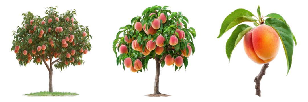 A trio of peach trees laden with ripe fruit, showcasing nature's bounty and the essence of the orchard
