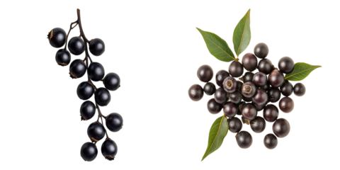 A pair of fresh, dark berries, are arranged. One bunch hangs from a branch, and the other is arranged with leaves