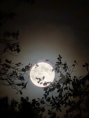 The radiant full moon shines through silhouetted tree branches against the night sky, creating a captivating scene