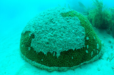Coral bleaching, brain coral covered with silt and sediment