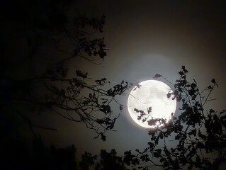 A captivating nighttime view of the full moon peering through the branches. The moon has a bright glow in the night sky. 