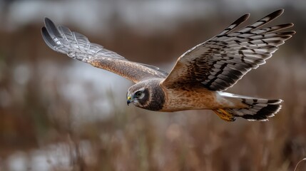 Fototapeta premium Montagus Harrier in Flight: Majestic Bird of Prey Soaring Through Nature's Wild Landscape