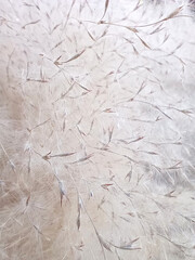 Abstract close-up texture of white wispy seed heads and fluff