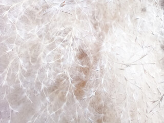Abstract close-up texture of white wispy seed heads and fluff