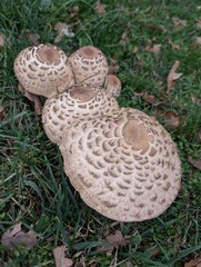 A cluster of mushrooms growing on a grassy area, showcasing their unique caps and textures. The mushrooms exhibit varying sizes and are surrounded by blades of grass