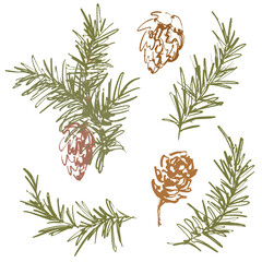 Whimsical Christmas floral set of pine cone and branch. Hand-drawn vintage collection isolated on white background. Illustration for design, print, fabric or background.