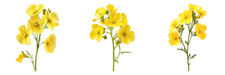 A trio of delicate yellow flowers blooming vibrantly against a plain backdrop. The flowers bring a sense of joy and natural beauty. 