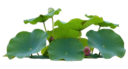 Lush green lotus plants with large, circular leaves and a few pink buds against black