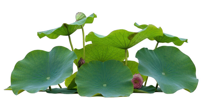 Lush green lotus plants with large, circular leaves and a few pink buds against black