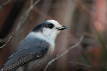 Evening Canada Jay portrait in beautfiul lighting