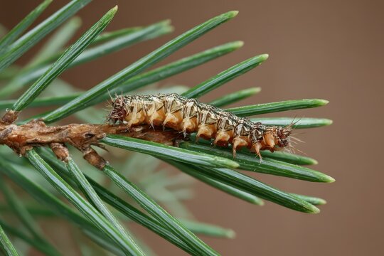 Comprehensive Guide to Evergreen Bagworms: Environmental Insights for Apple, Spruce, and Pine Tree Management in Home Agriculture