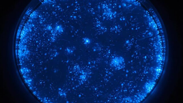 Blue glowing microbiological culture in petri dish, dark field