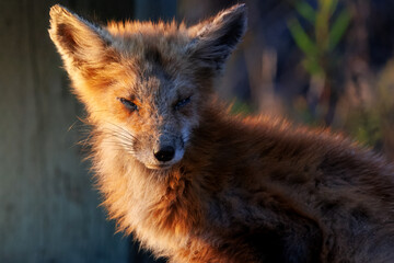 gorgeous red fox posing for camera in evening golden light with mange