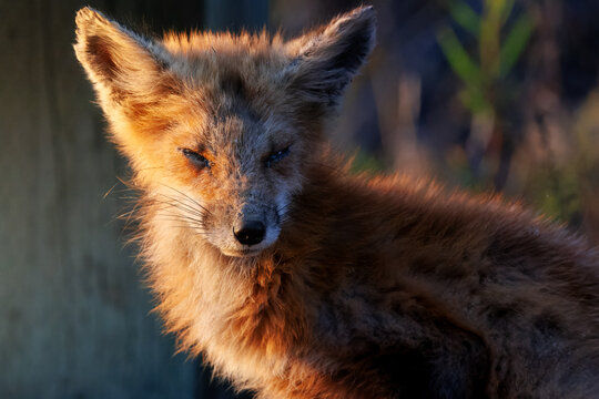 gorgeous red fox posing for camera in evening golden light with mange