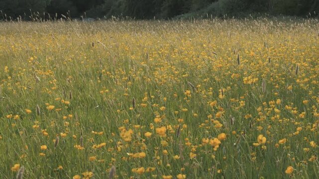 Wide View of Buttercup Wildflower Meadow with Yellow Flowers in Spring Sunshine, Scenic Field Rippling in a Gentle Breeze, Vibrant Natural Landscape with Seasonal Color, Calm Motion, Bright Daylight
