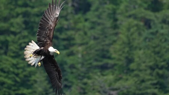 eagle gliding in to grab a fish off the surface of the water