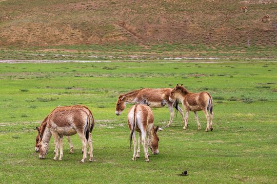 Grazing kiang herds roam across the lush Zhegu Grassland in Shannan, showcasing Tibet&rsquo;s high-altitude wildlife and expansive plateau scenery.