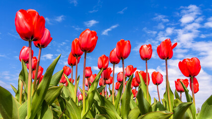 red tulips against blue sky