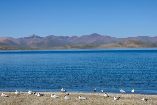 Seagulls rest along the tranquil shores of Puma Yumco Lake in Nagarzê, Tibet, framed by clear waters and distant mountain ridges.