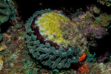 Black Band disease on coral