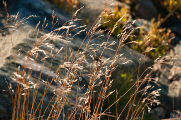 Dzika trawa w złotej godzinie na skalistym terenie z delikatnymi gł&oacute;wkami nasion w łagodnym świetle słonecznym.