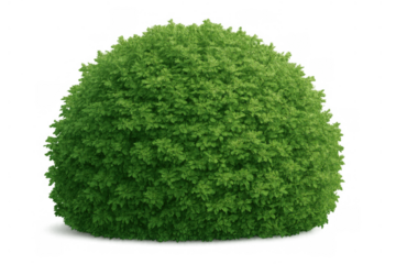 Green garden bush growing, a round decorative shrub with fresh foliage on a transparent background