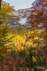 Fototapeta premium Fall forest with yellow and colorful trees Ordesa Monte Perdido national park Huesca Aragon Spain in october.