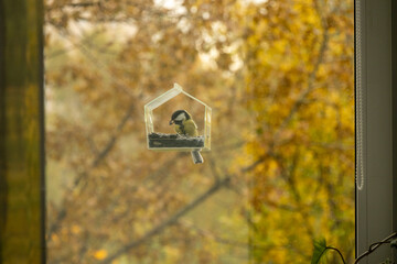 titmouse sits in bird feeder. blue tit feeder made of transparent plastic looks like small house. bird eats seeds and food. caring for wild animals in winter. tits fly in and eat the seeds. © MyJuly