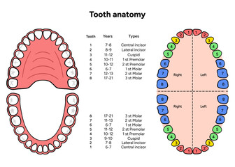 Hand-drawn dental infographic showing the anatomy of adult tooth with enamel, dentin, pulp, root, and nerves. Detailed educational illustration for dental 