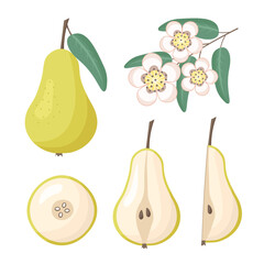 pear, blossom flowers. Vector Illustration for printing, backgrounds, covers and packaging. Image can be used for greeting cards, posters, stickers and textile. Isolated on white background.
