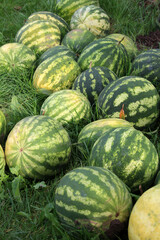 A pile of watermelons has been harvested.