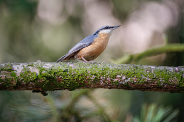 Eurasian nuthatch on a mossy tree branch. Wood nuthatch (Sitta europaea) in summer forest. Passerine bird with a short tail, long bill, blue-gray upperparts and a black eye-stripe.