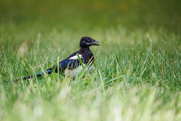 Eurasian magpie in the summer forest among green grass. Molting common magpie with open beak. Beautiful bird with pure white belly and shoulders and glossy black wings and tail feathers.
