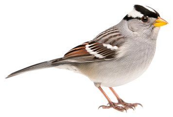 Obraz premium PNG White Crowned Sparrow sparrow animal bird.
