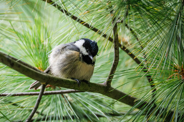 Fototapeta premium Cute fluffy Coal tit on a pine branch. Little gray passerine bird with black cup and white cheeks among long green pine needles.