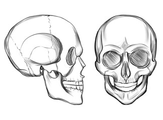 Detailed anatomical sketch of a human skull in front and side view. Hand-drawn black and white illustration for medical education, anatomy reference, or vintage tattoo design.
