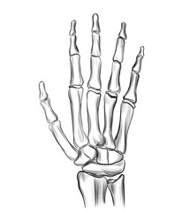 Hand drawn sketch hand bone anatomy illustration showing realistic skeletal structure. Black and white medical drawing for study, science, or artistic design references.