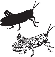 Silhouette and detailed illustration of a grasshopper insect on transparent background