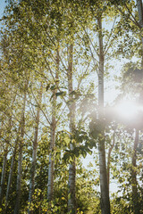 Obraz premium forest in autumn