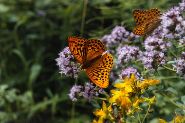 Obraz premium butterfly on flower