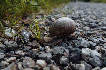 snail on leaf