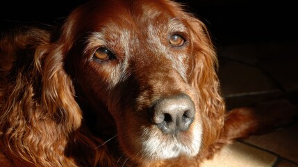 Golden Fur of an Irish Setter Glowing in Sunlight During a Quiet Afternoon Indoors