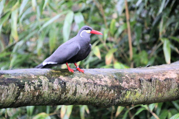 A close up of an Inca Tern at Martin Mere Nature Reserve