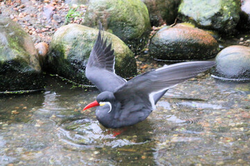 A close up of an Inca Tern at Martin Mere Nature Reserve